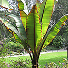 Plant Photo